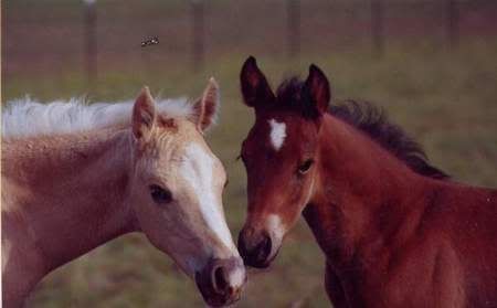 Foals Pictures, Images and Photos