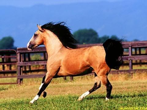 Horse Pictures, Images and Photos