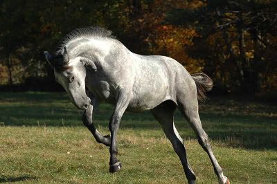 Dappled Grey Horse