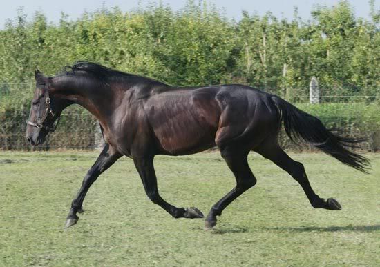 Standardbred
