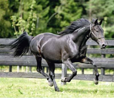Standardbred Pictures, Images and Photos