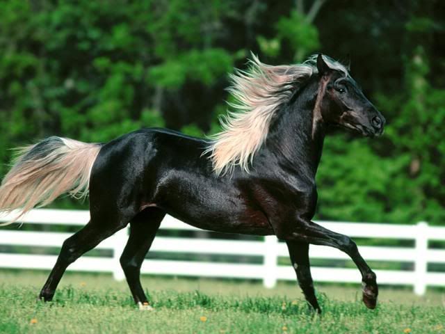 Chocolate Palomino
