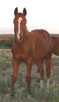 Sorrel Horse