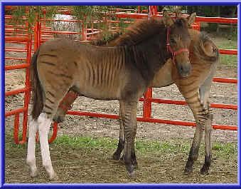 IMAGE(http://i67.photobucket.com/albums/h283/Cher_777/Zebra%20Zorse%20Zonkey/ZJ20New2.jpg)