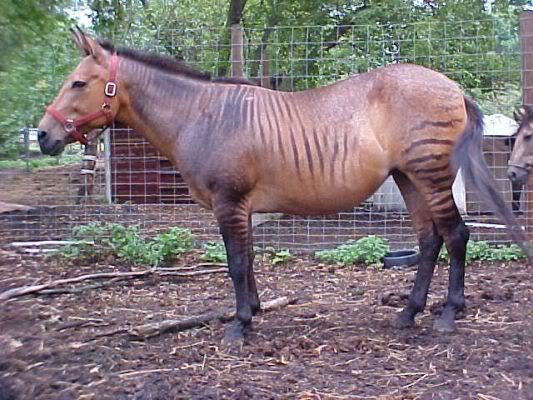 IMAGE(http://i67.photobucket.com/albums/h283/Cher_777/Zebra%20Zorse%20Zonkey/normal_Stripes72006.jpg)