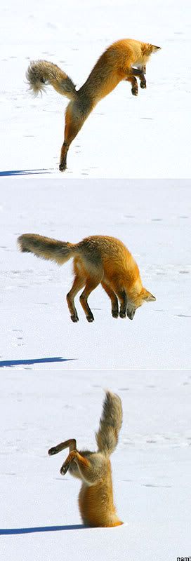 jumping-fox-diving-into-snow-pic102.jpg