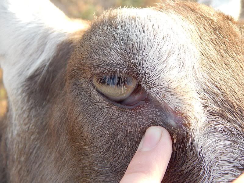Swollen Weepy Eye The Goat Spot Forum