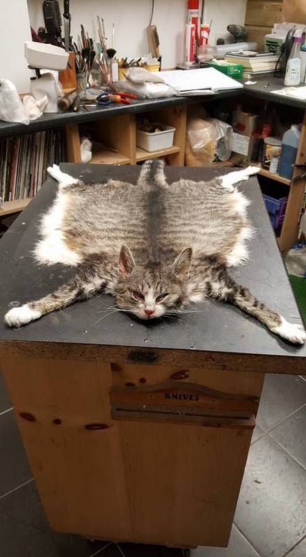 cat%20as%20a%20mat_zpsnlhtyfjw.jpg