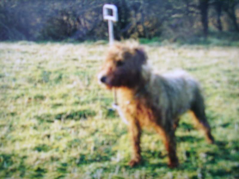 terriersoflongago011.jpg