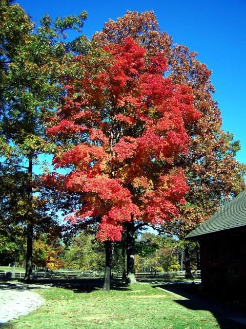 100_1078.jpg