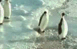 http://i67.photobucket.com/albums/h285/Tren40/gif%20Avatars/penguinfallsiceanim.gif