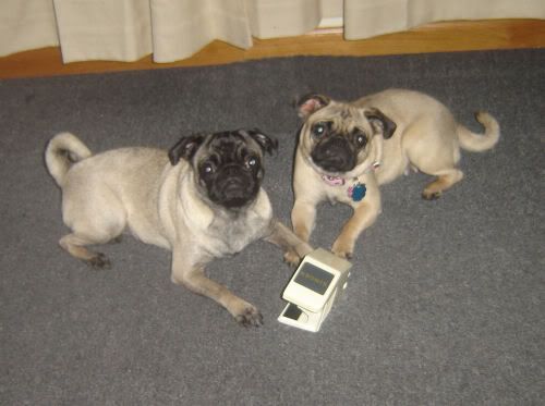smutty fawn pug silver pug pic smutty fawn pug silver pug pic