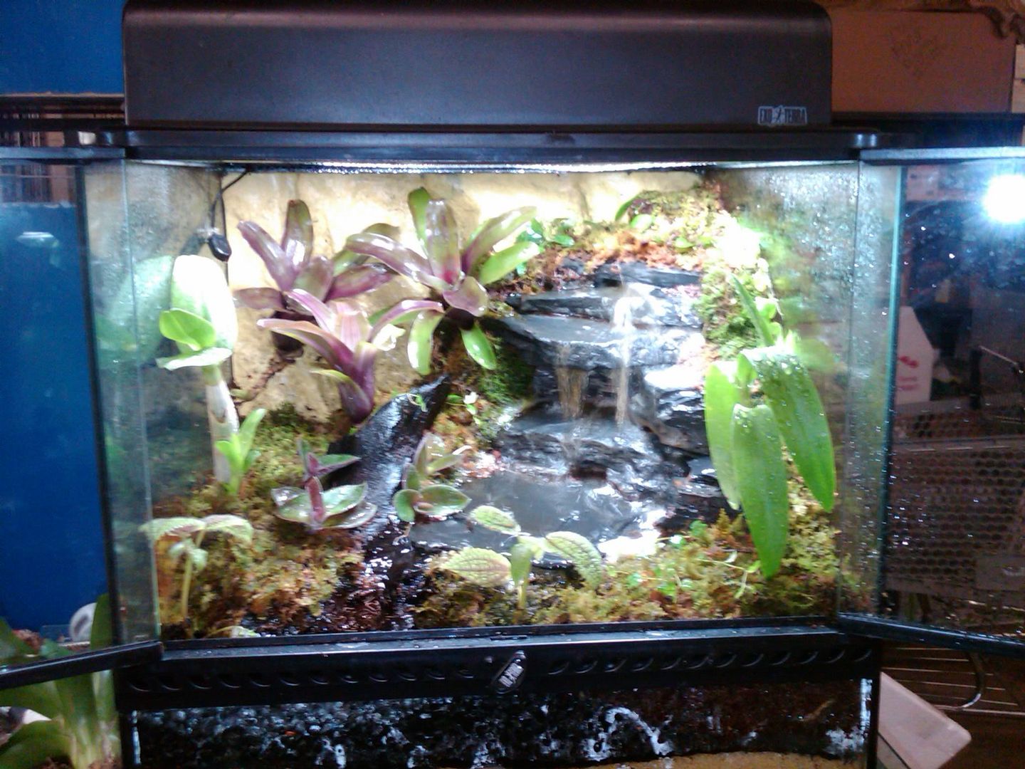 Terrarium I built w/waterfall Dendroboard