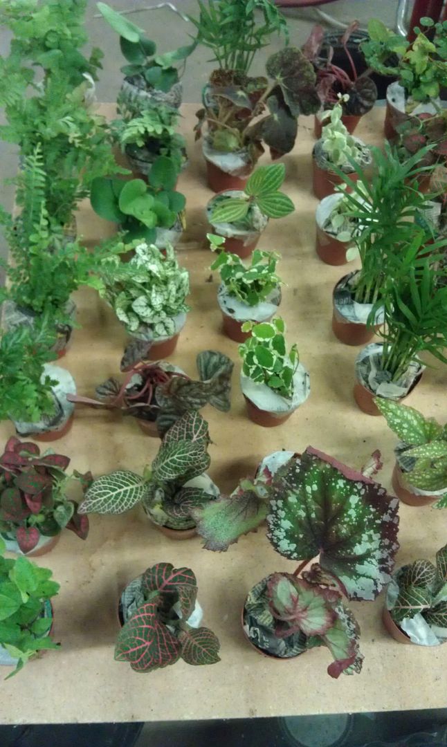 Bromeliads, moss, and terrarium plants Dendroboard