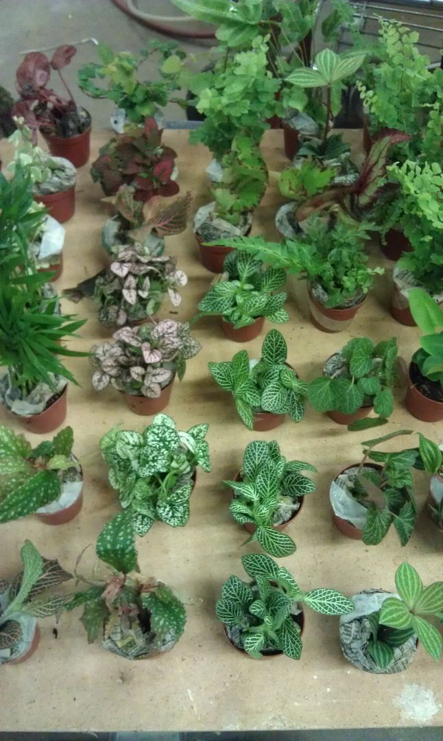 Bromeliads, moss, and terrarium plants Dendroboard