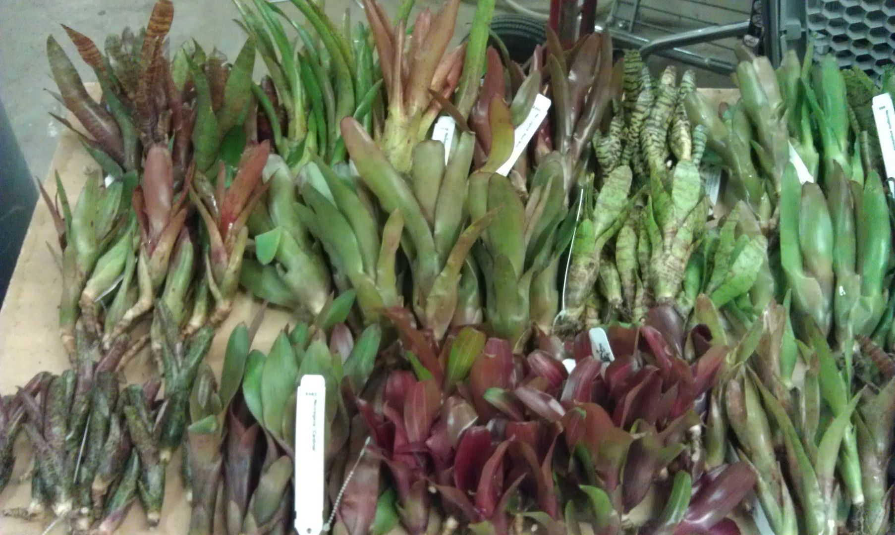 Bromeliads, moss, and terrarium plants Dendroboard