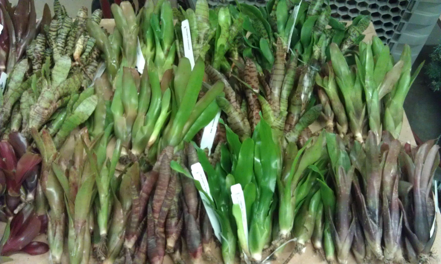 Bromeliads, moss, and terrarium plants Dendroboard