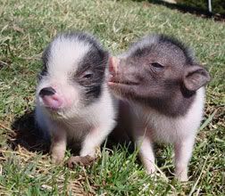 pig03080606.jpg baby pigs image by ginaverev