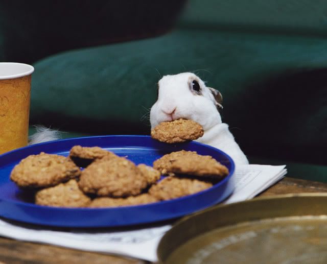 bunnystealingcookiesrb2.jpg