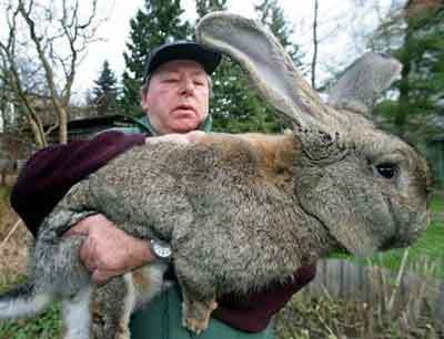 giant_german_rabbit-1.jpg