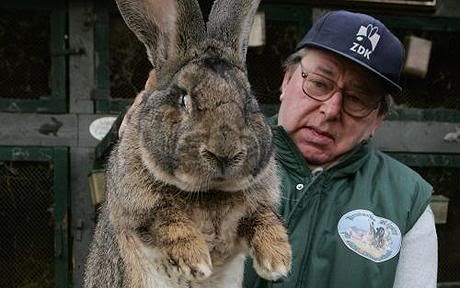 giant_german_rabbit-2.jpg