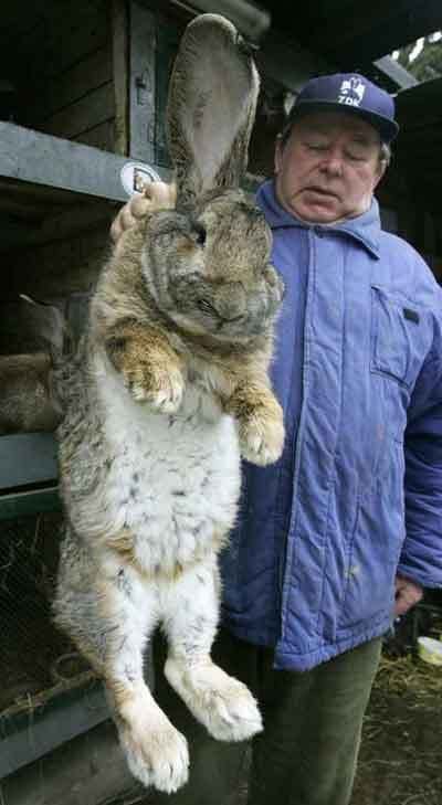 giant_german_rabbit-3.jpg