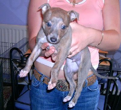 Bully Whippet Puppy