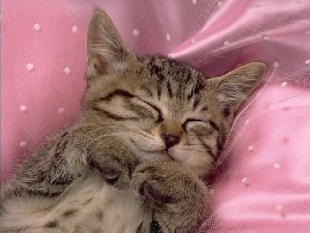 kitteh_saranghae