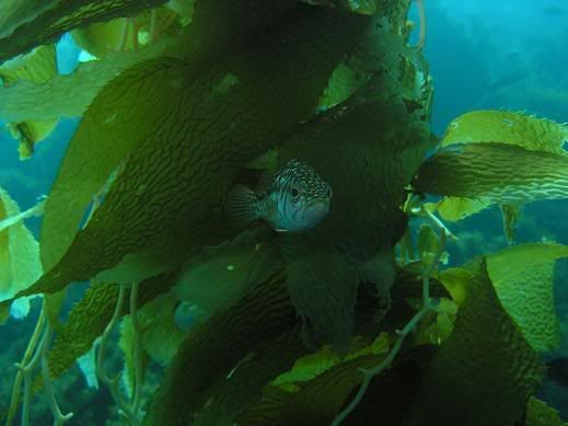 fish_kelp.jpg