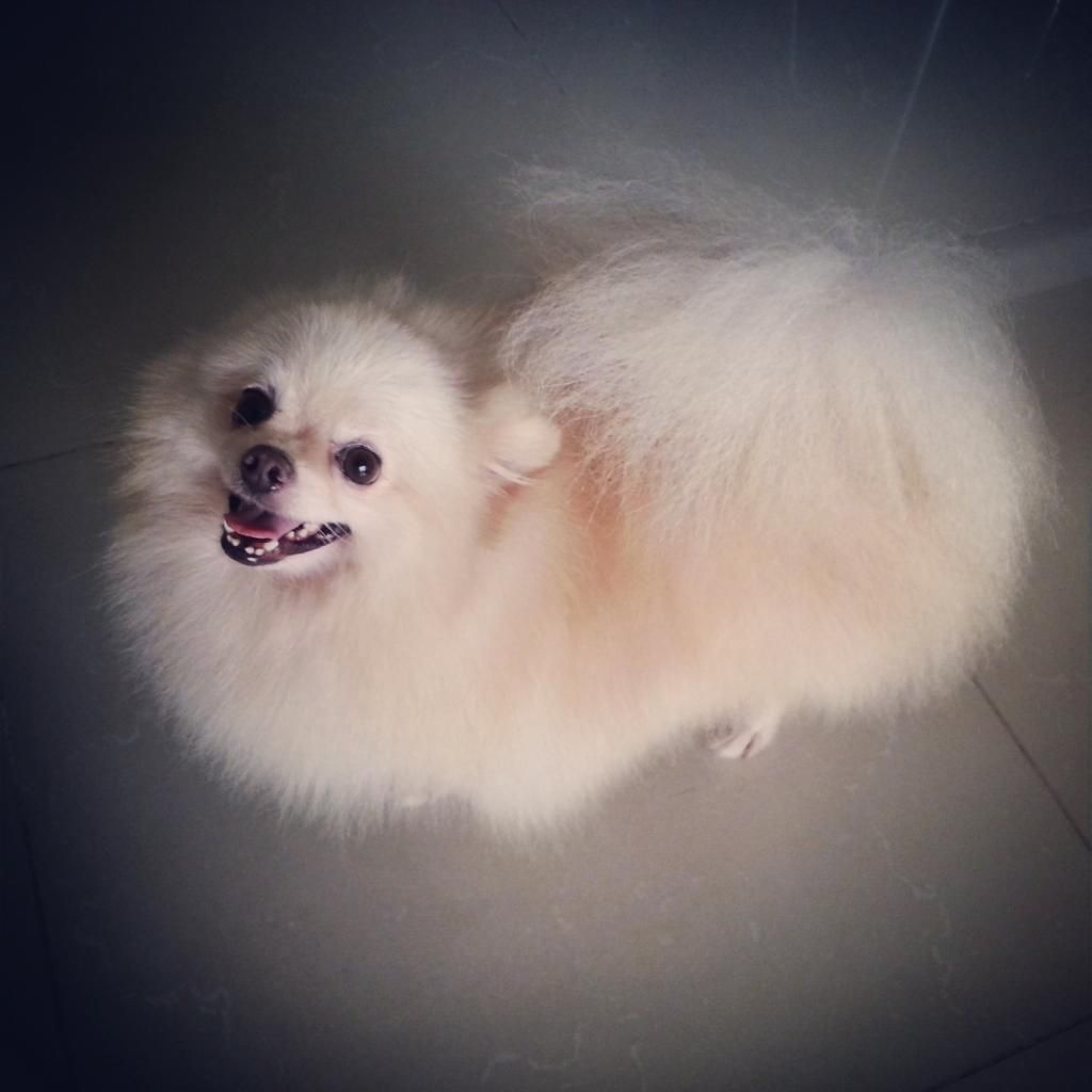 HCM-Nhận phối giống PHÓC SÓC ( POMERANIAN ) - 3
