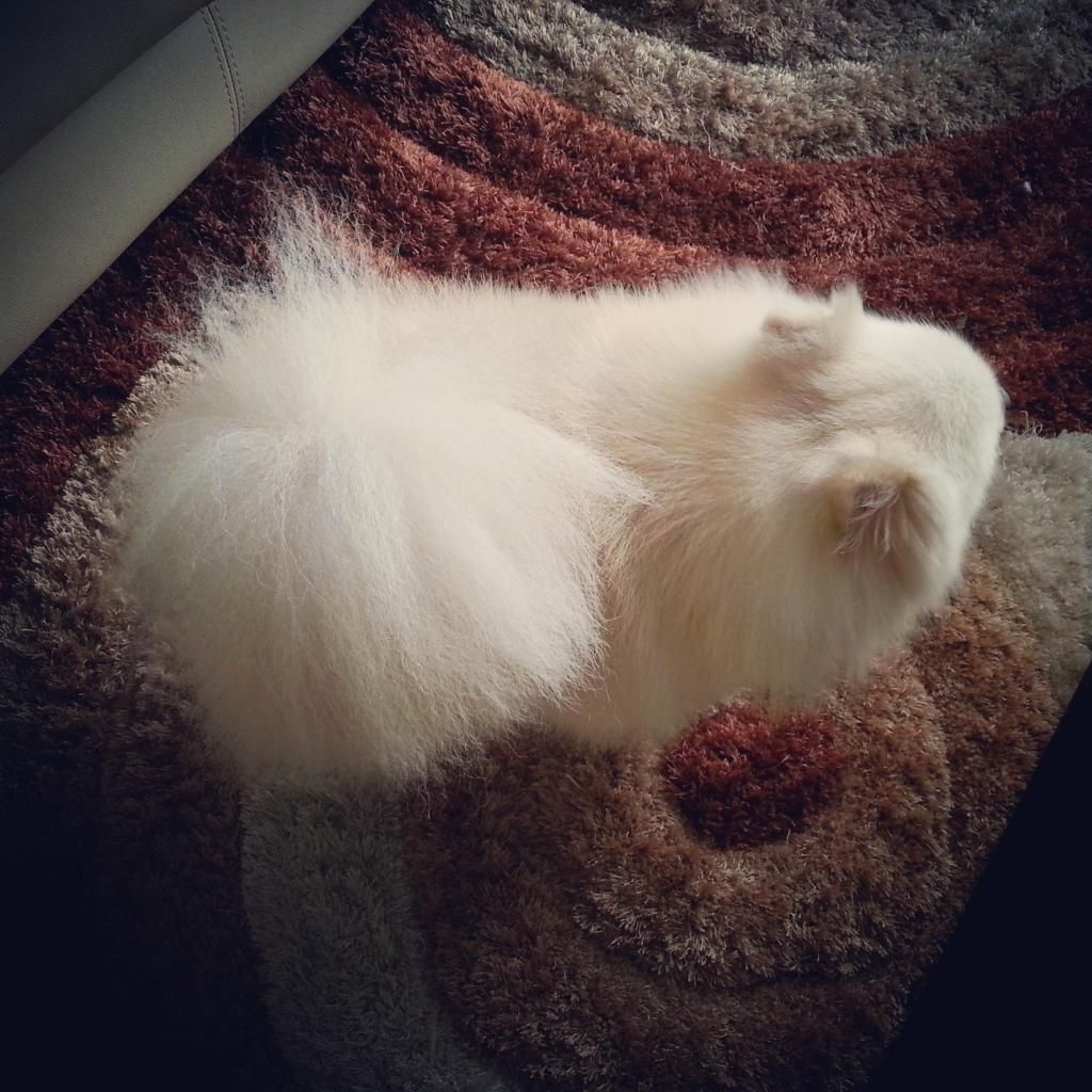 HCM-Nhận phối giống PHÓC SÓC ( POMERANIAN ) - 1