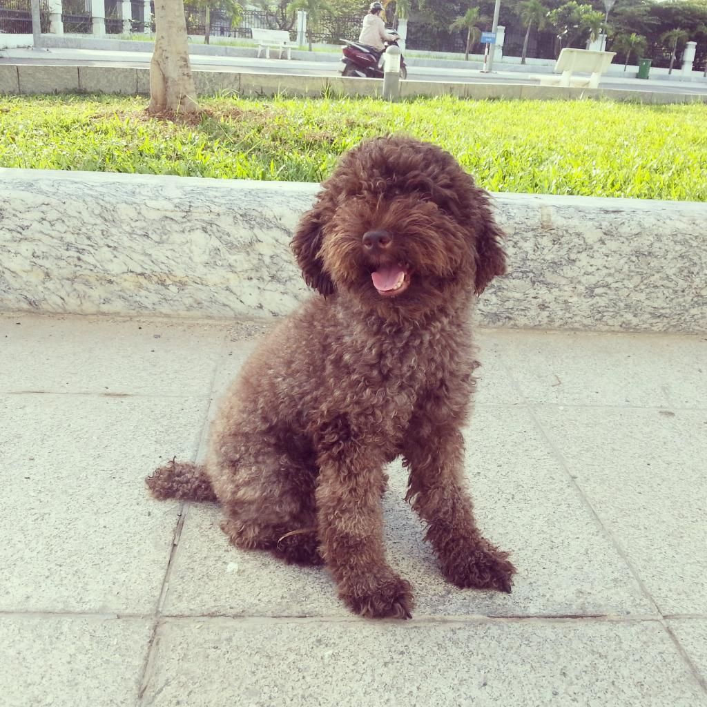 Nhận phối giống POODLE và PHÓC SÓC