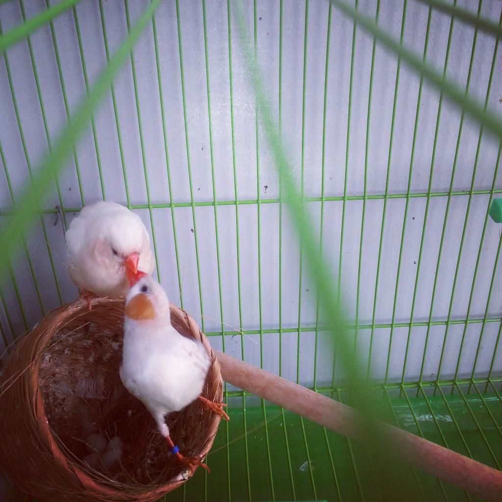 HCM- Thanh lý chim - 1