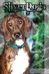 SilverDogs Aint Got None