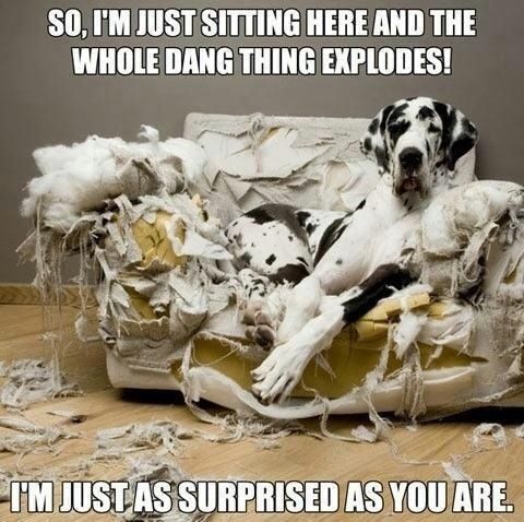  photo funny-dog-meme-so-im-just-sitting-here-and-the-whole-dang-thing-explodes-im-just-as-surprised-as-you-are_zps5eyn5sxa.jpg