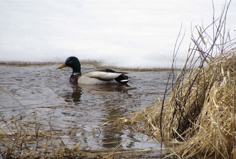 IMAGE: http://i67.photobucket.com/albums/h295/sharayahw/Duckinwater-1.jpg