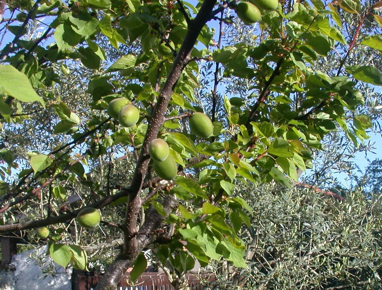 albicocche.jpg