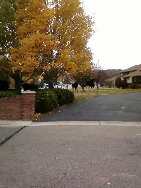 Mooseinyard2