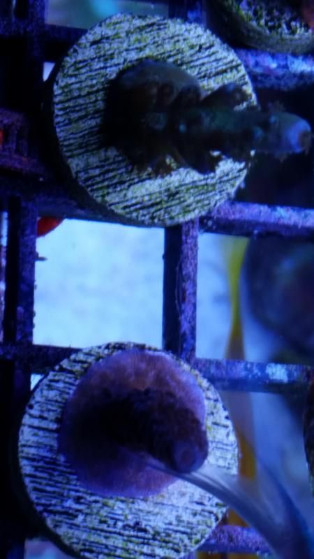 20150222 185323 zpsfd5f34e0 - What did you bring home form the expo?