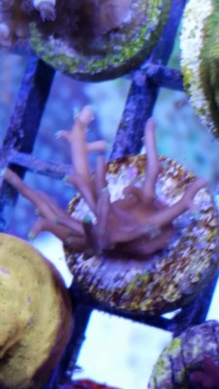 CCNeedleinaHaystack zps5dd4ce76 - What did you bring home form the expo?