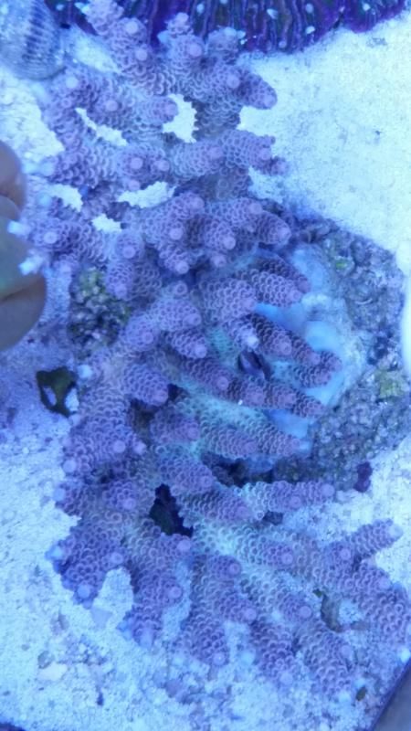 RainbowColony zps91c7cbbe - What did you bring home form the expo?