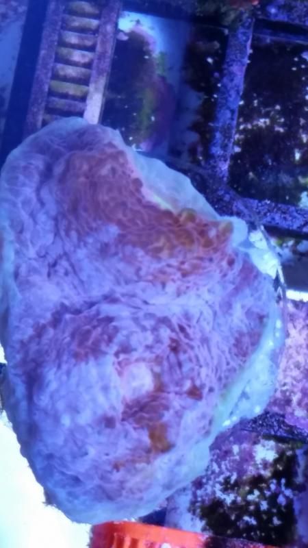 Watermelonchalice zpsc35c83eb - What did you bring home form the expo?