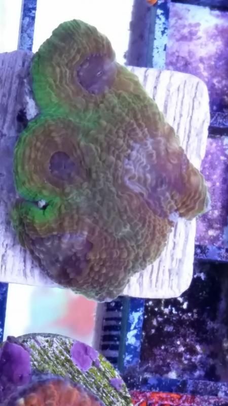 echinata zpsf1ee0dc6 - What did you bring home form the expo?