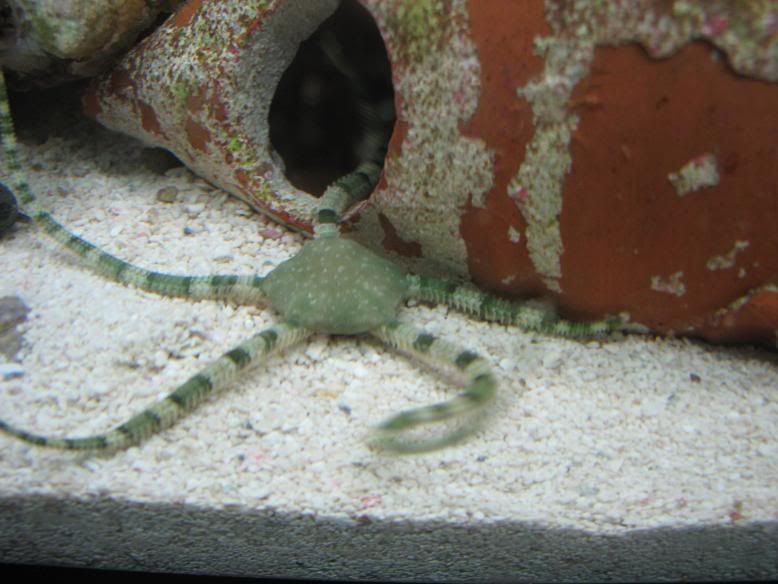 Brittle Star Pic The Reef Tank