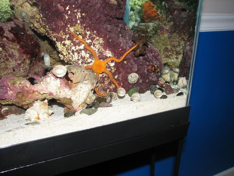 Brittle Star Pic The Reef Tank