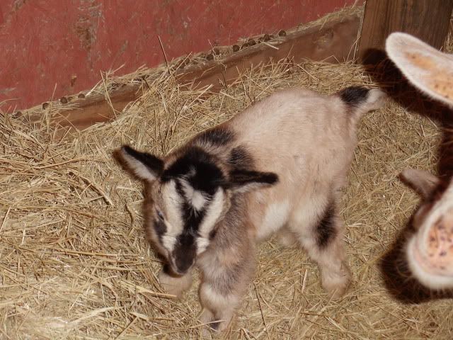 new babies update and pics! - Goats