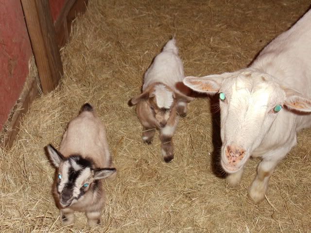 new babies update and pics! - Goats