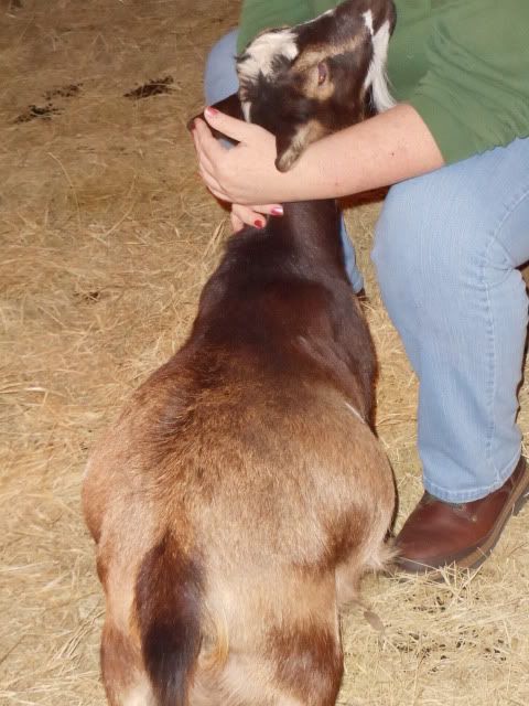 new babies update and pics! - Goats