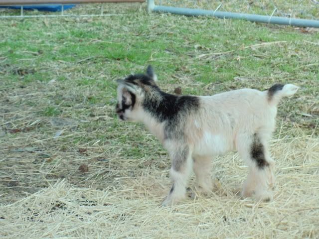 Phots of new babies - Goats