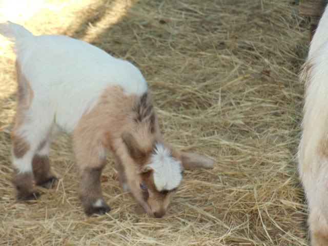 Phots of new babies - Goats